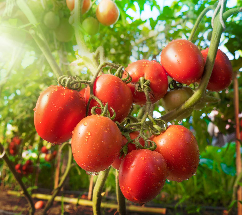 Tomatoes on the Vine